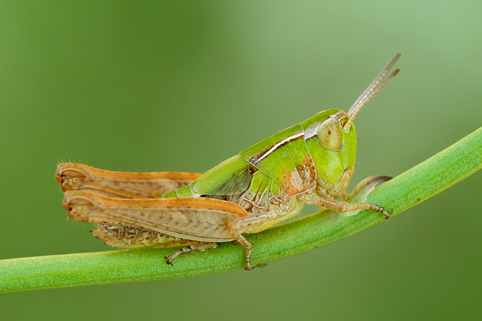 Nazwa:  53658357271_3af43bffa2_o.jpg
Wyświetleń: 138
Rozmiar:  197,3 KB