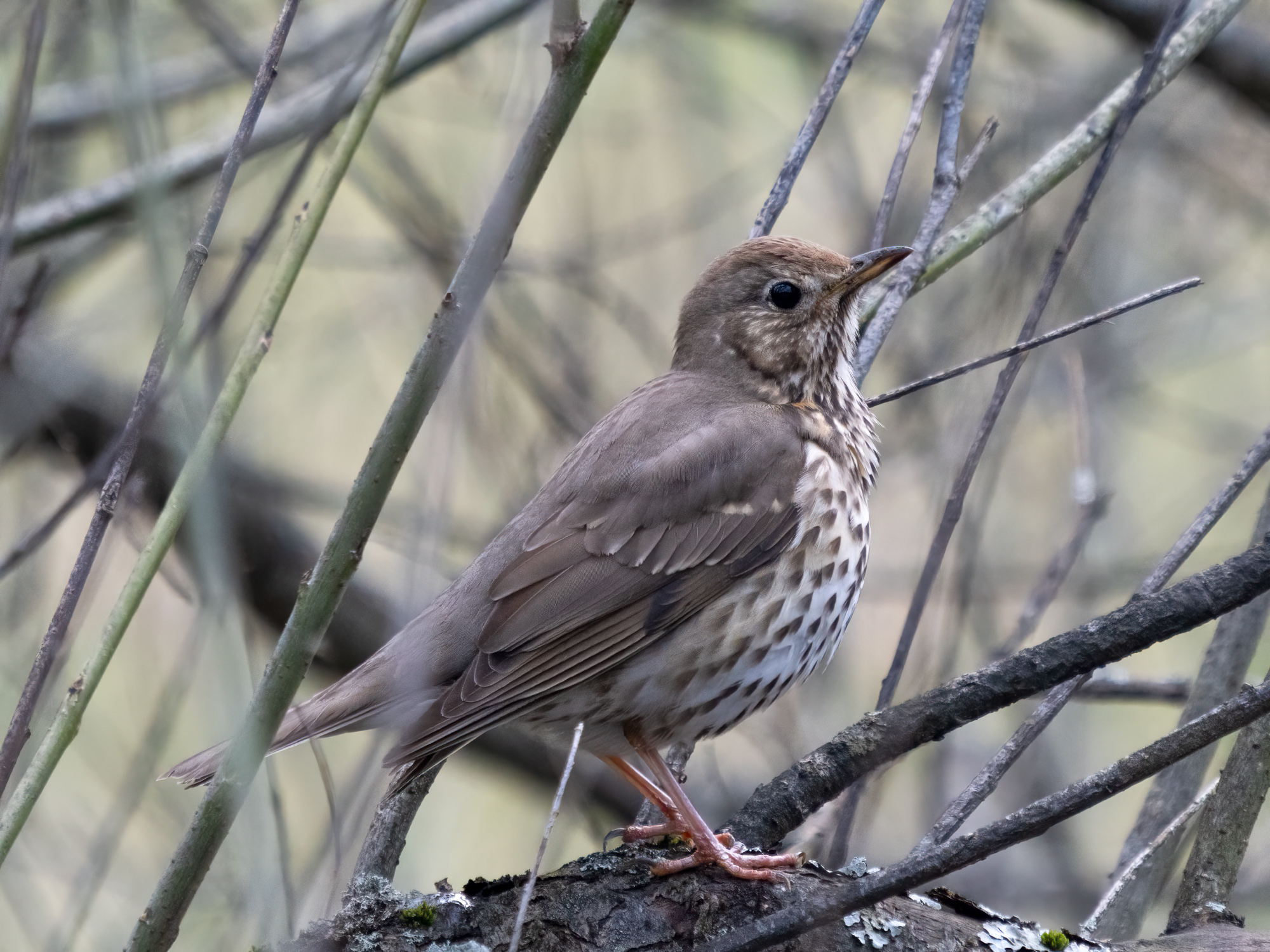 Nazwa:  Turdus philomelos - Drozd śpiewak - 20240329_172101_2000.jpg
Wyświetleń: 241
Rozmiar:  975,0 KB