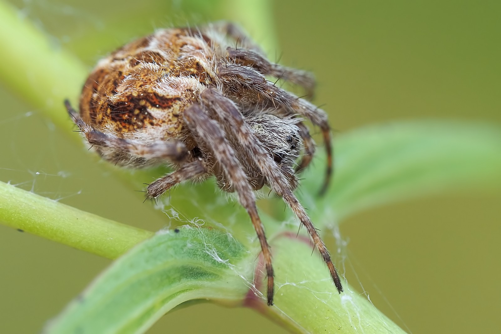 Nazwa:  53658507136_7e5de7b0ea_o.jpg
Wyświetleń: 118
Rozmiar:  233,7 KB