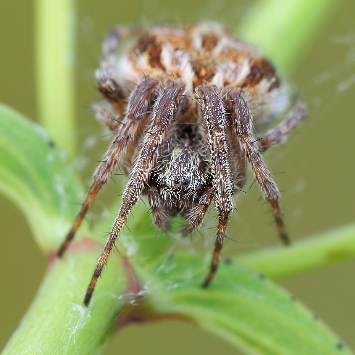 Nazwa:  53658507121_29538d51ed_o.jpg
Wyświetleń: 116
Rozmiar:  202,5 KB