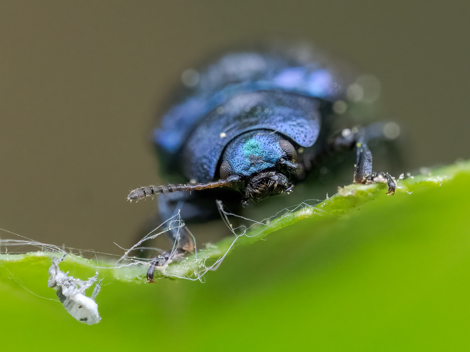 Nazwa:  Chrysolina coerulans - Złotka miętowa - 20240409_170008_1600.jpg
Wyświetleń: 121
Rozmiar:  705,6 KB