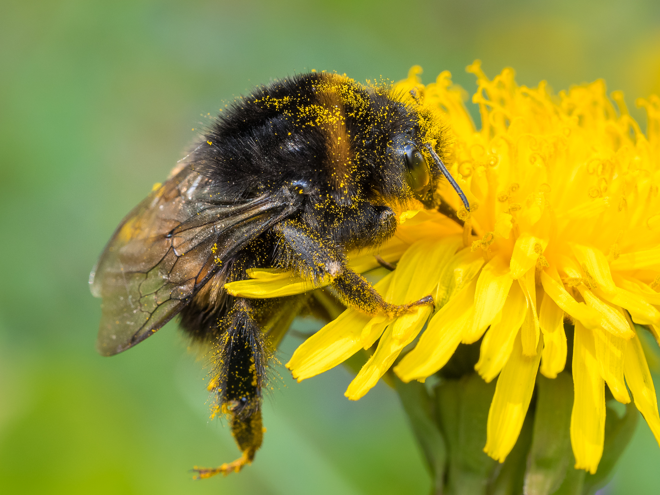 Nazwa:  P1010017.jpg
Wyświetleń: 131
Rozmiar:  2,42 MB