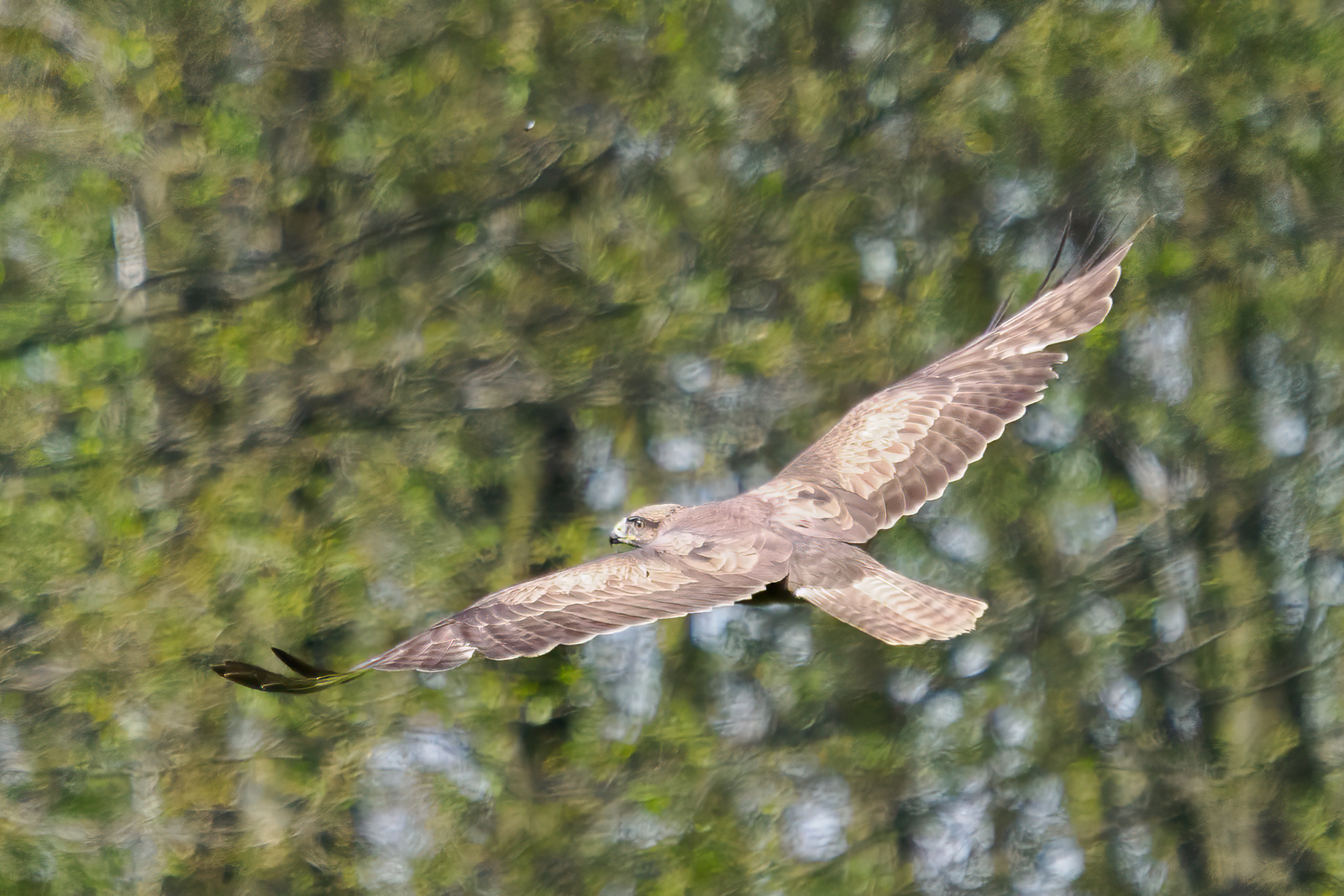 Nazwa:  Buteo buteo - Myszołów zwyczajny - 20240427_095251_1600.jpg
Wyświetleń: 185
Rozmiar:  921,0 KB