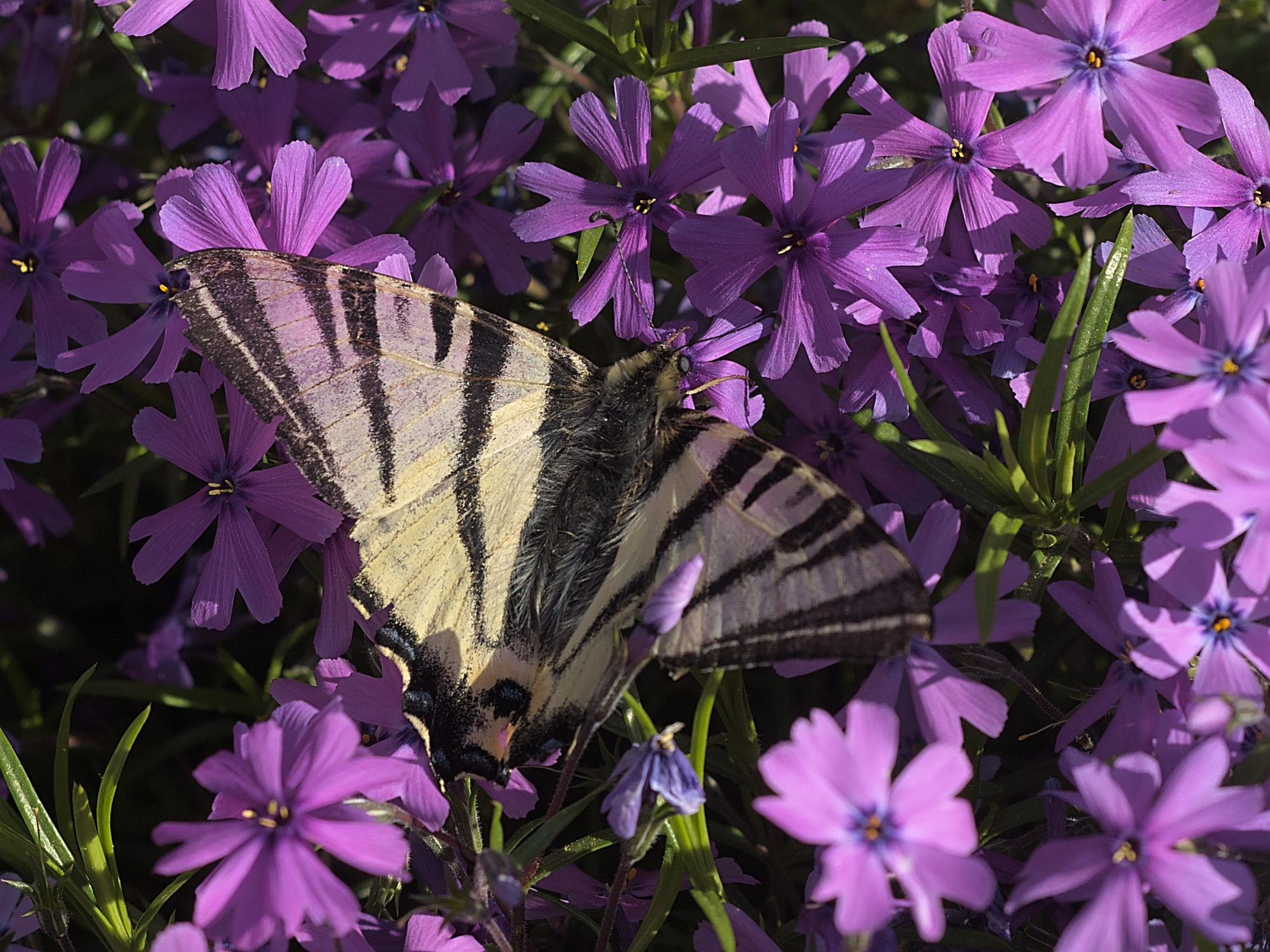 Nazwa:  P5040323.v01.jpg
Wyświetleń: 144
Rozmiar:  2,00 MB