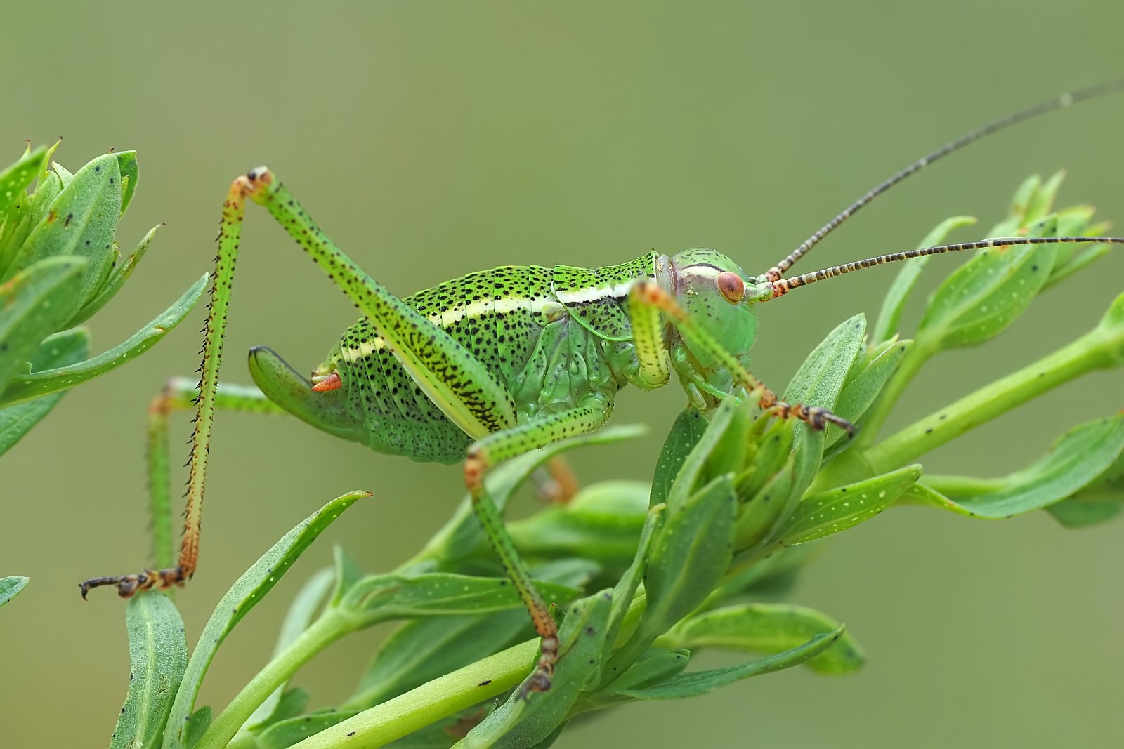 Nazwa:  53669755172_2d8a7387a9_o.jpg
Wyświetleń: 361
Rozmiar:  226,2 KB