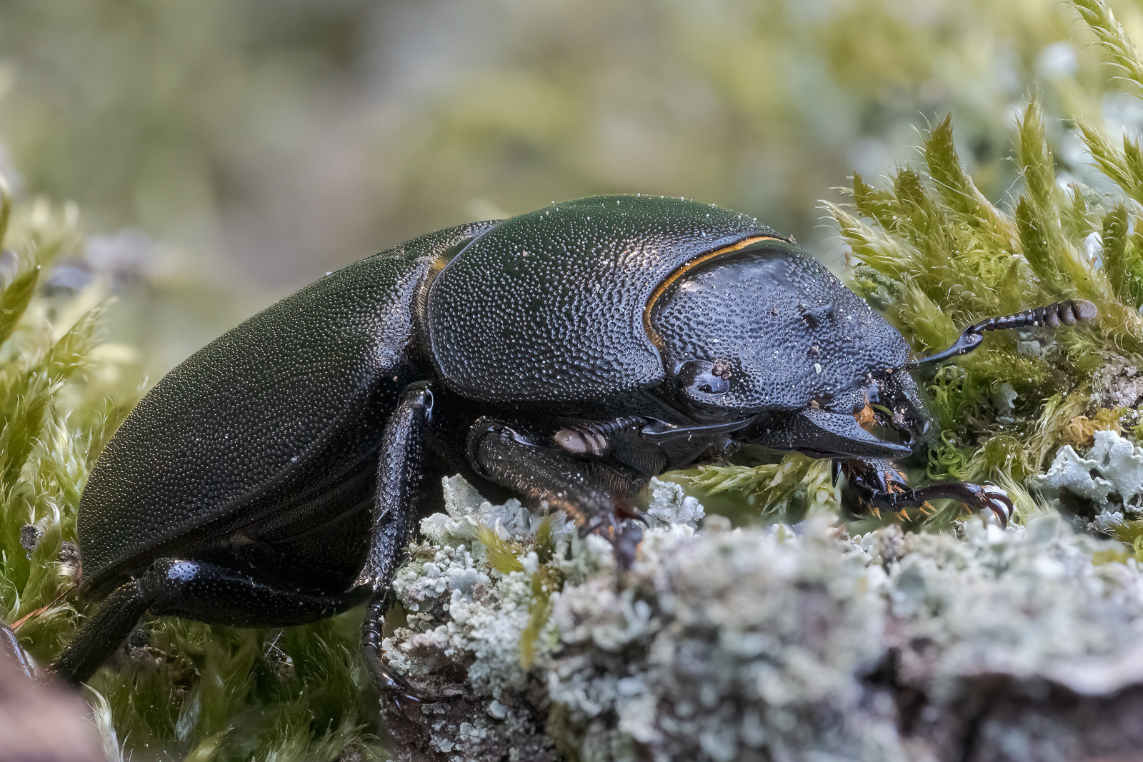 Nazwa:  Dorcus parallelipipedus - Ciołek matowy - 20240504_174403_1600.jpg
Wyświetleń: 347
Rozmiar:  1,02 MB