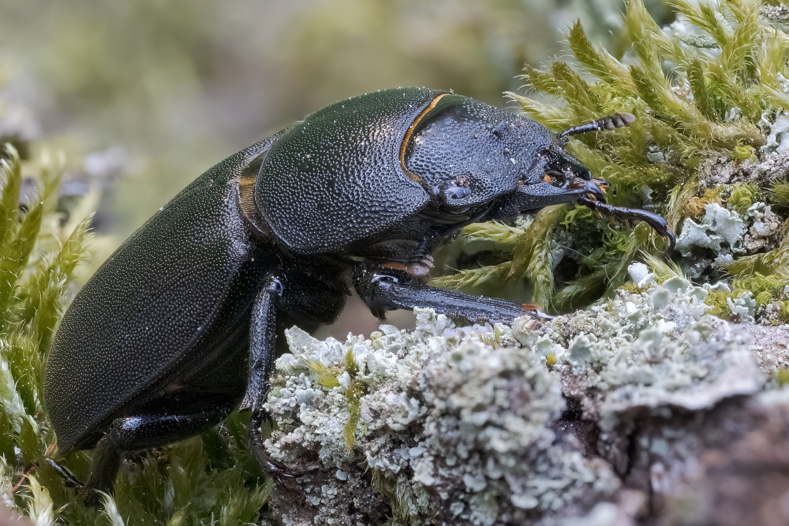 Nazwa:  Dorcus parallelipipedus - Ciołek matowy - 20240504_174424_1600.jpg
Wyświetleń: 64
Rozmiar:  1,16 MB