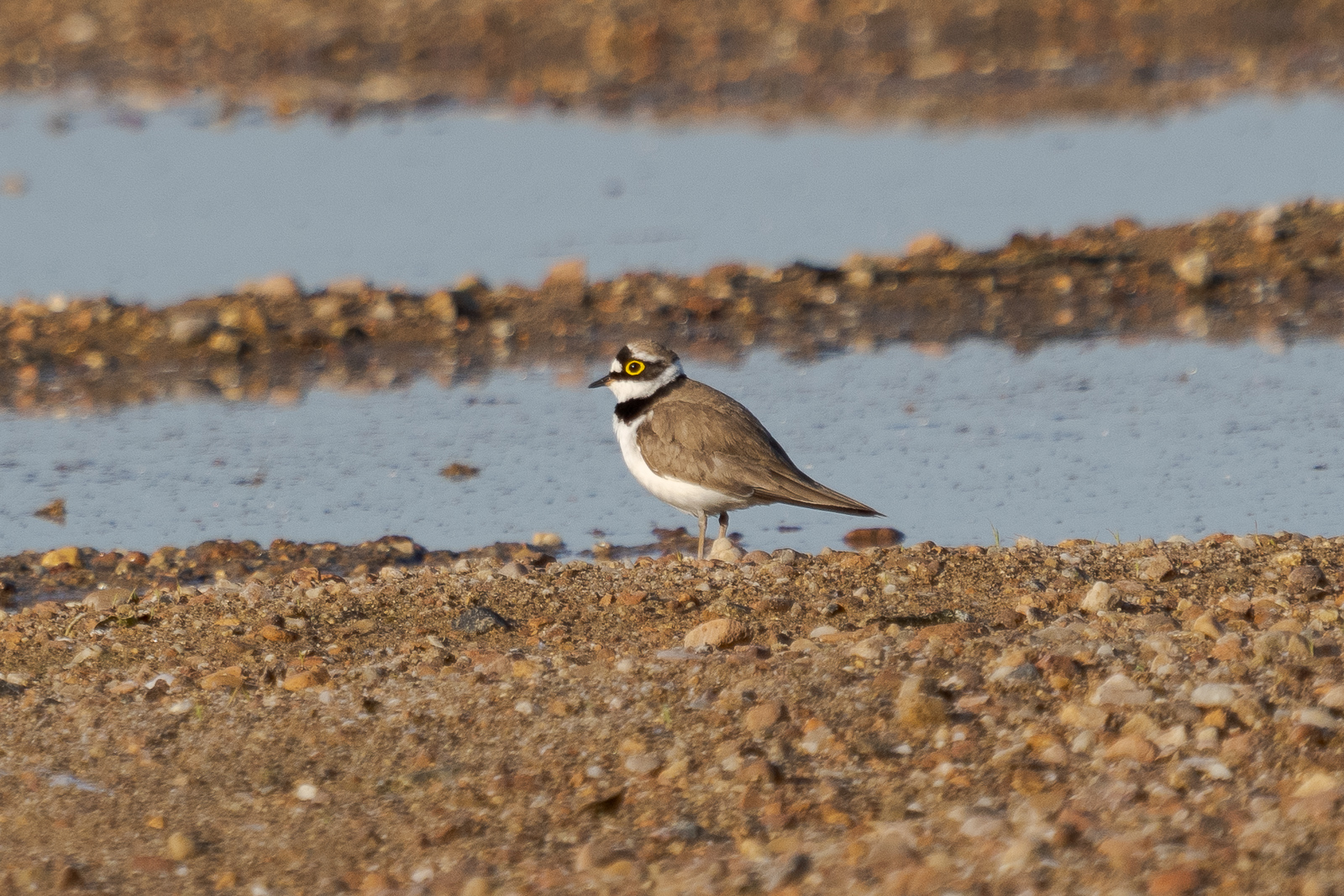 Nazwa:  Charadrius dubius - Sieweczka rzeczna - 20240430_062627_1600.jpg
Wyświetleń: 279
Rozmiar:  1,05 MB