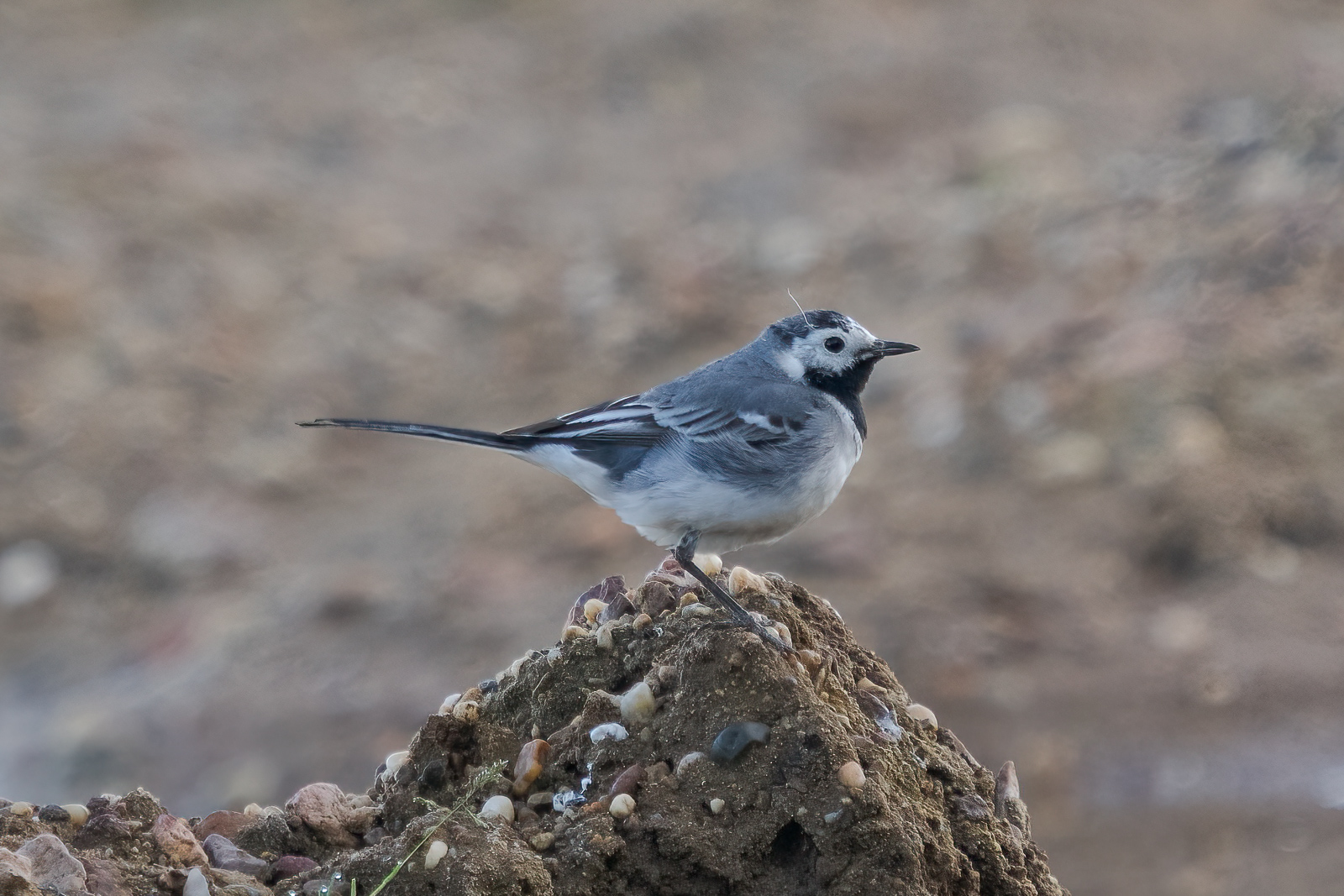 Nazwa:  Motacilla alba - Pliszka siwa - 20240430_055836-Edit_1600.jpg
Wyświetleń: 269
Rozmiar:  689,4 KB