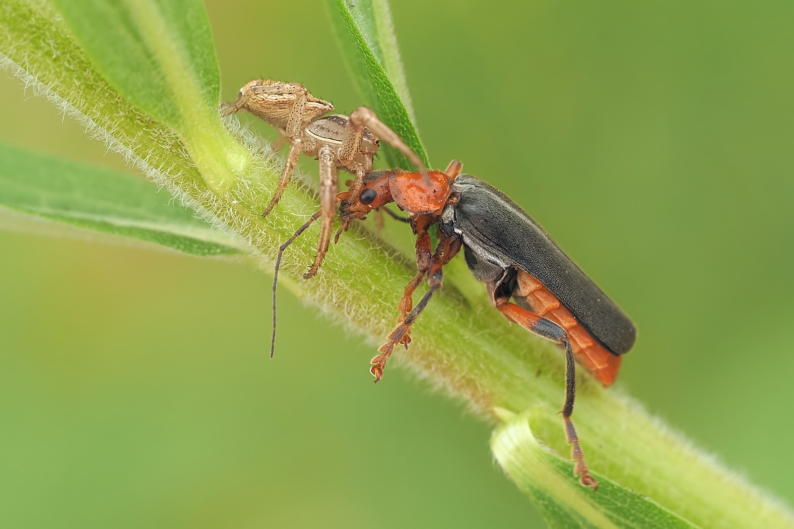 Nazwa:  53707010867_1d12ddef4f_o.jpg
Wyświetleń: 135
Rozmiar:  217,9 KB