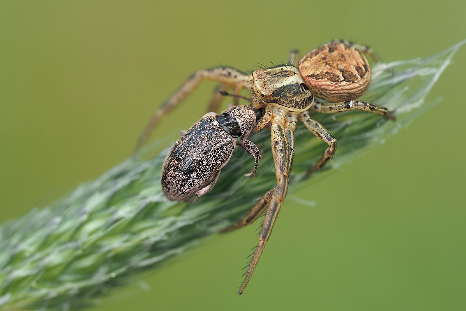 Nazwa:  53730294330_c7281481aa_o.jpg
Wyświetleń: 154
Rozmiar:  190,7 KB
