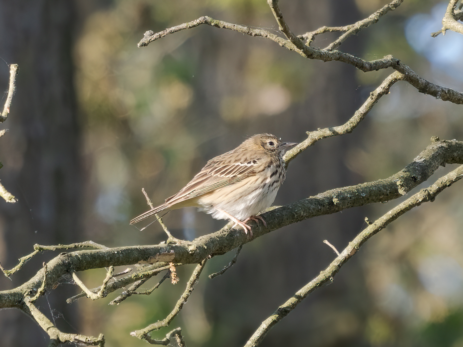 Nazwa:  Anthus trivialis - Świergotek drzewny - 20240509_171701_1600.jpg
Wyświetleń: 211
Rozmiar:  881,2 KB