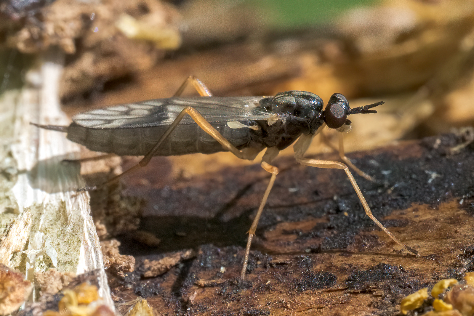 Nazwa:  Xylophagus - Dziupleń - 20240427_090556_1600.jpg
Wyświetleń: 185
Rozmiar:  972,0 KB