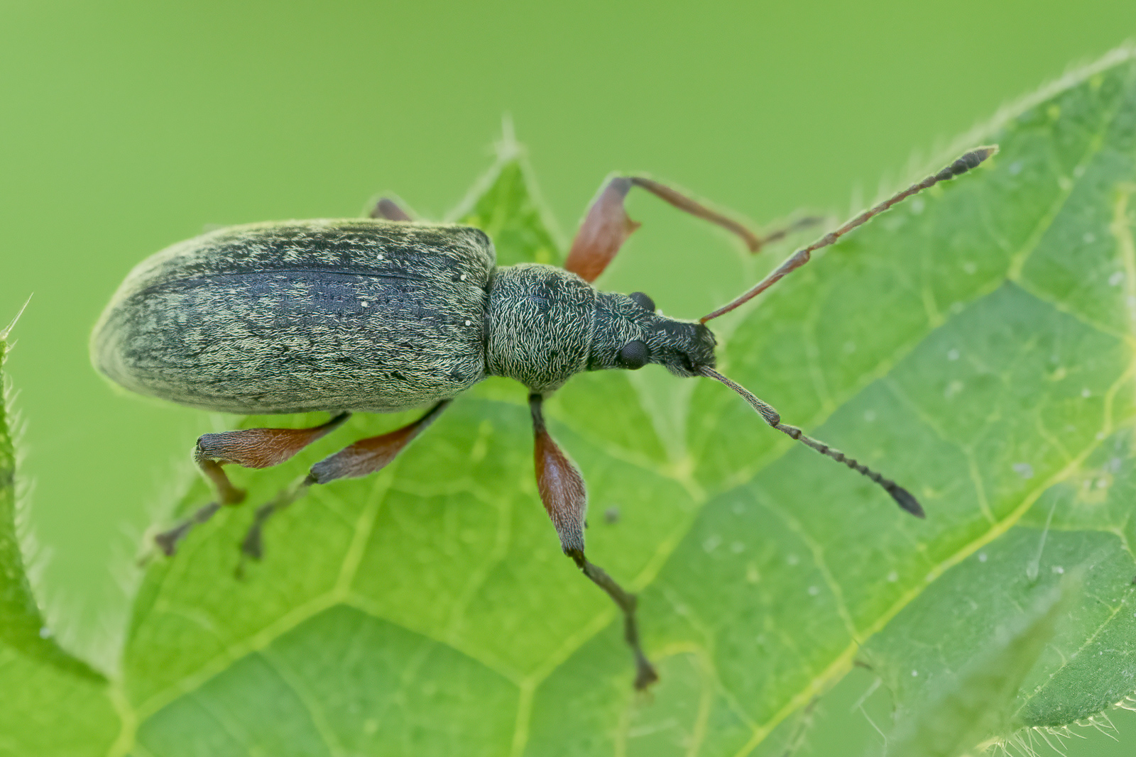 Nazwa:  Phyllobius - Naliściak - 20240427_091859_1600.jpg
Wyświetleń: 204
Rozmiar:  889,8 KB