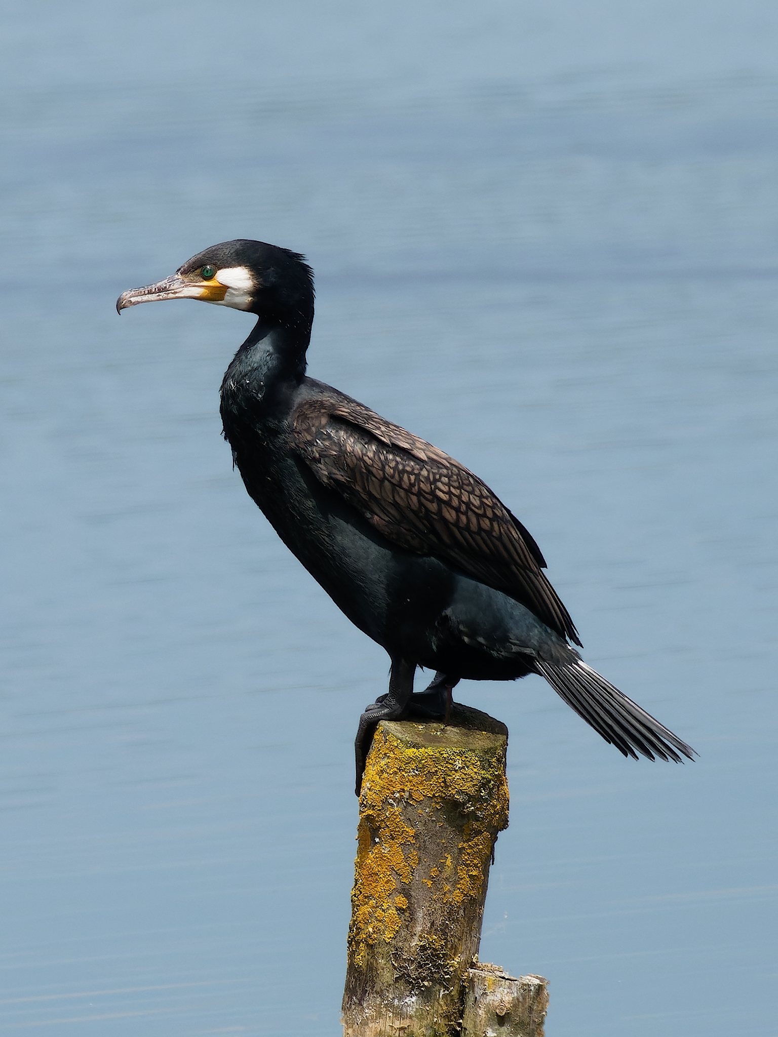 Nazwa:  kormoran 1.jpg
Wyświetleń: 273
Rozmiar:  1,71 MB