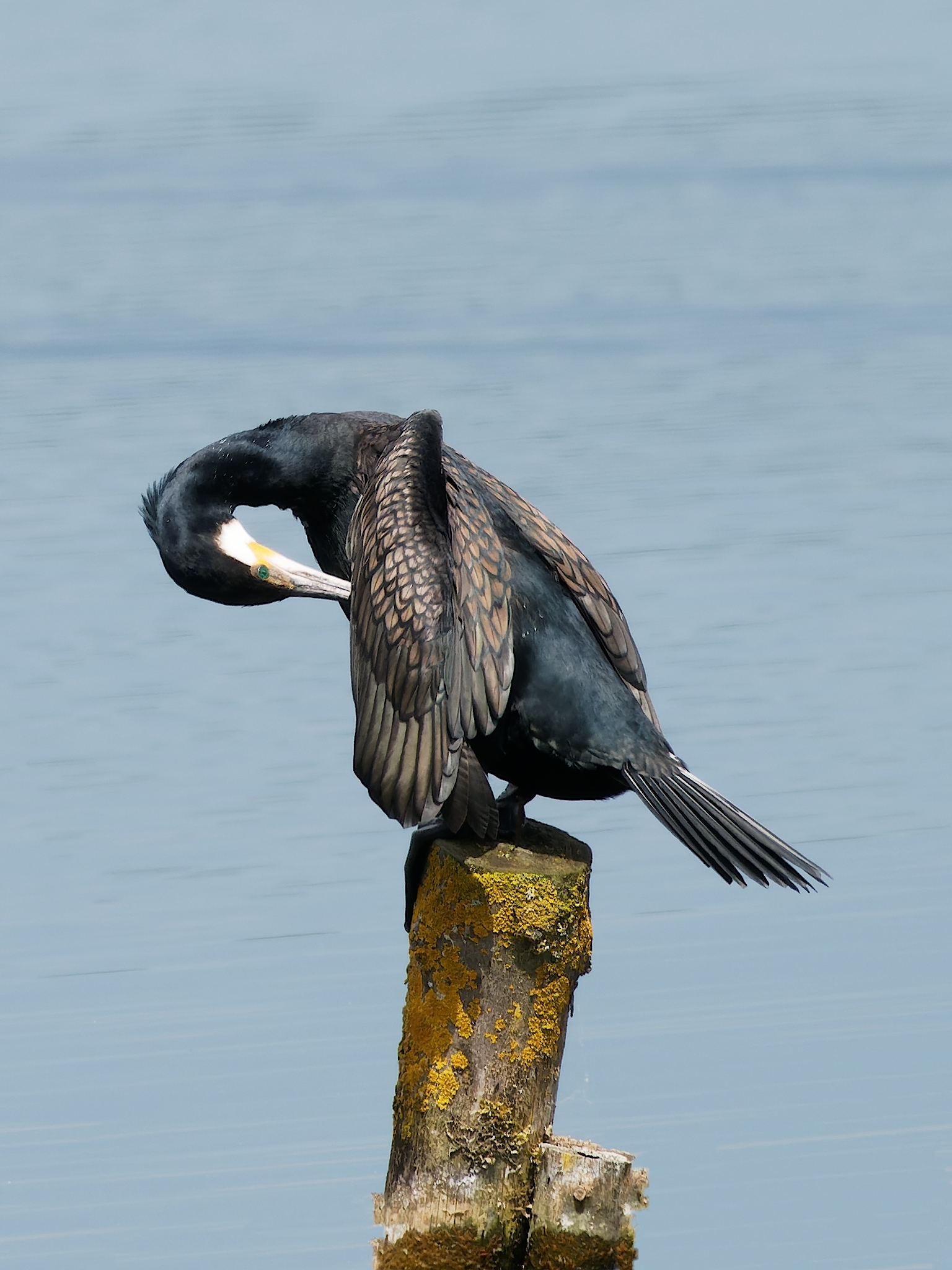 Nazwa:  kormoran 2.jpg
Wyświetleń: 264
Rozmiar:  1,65 MB