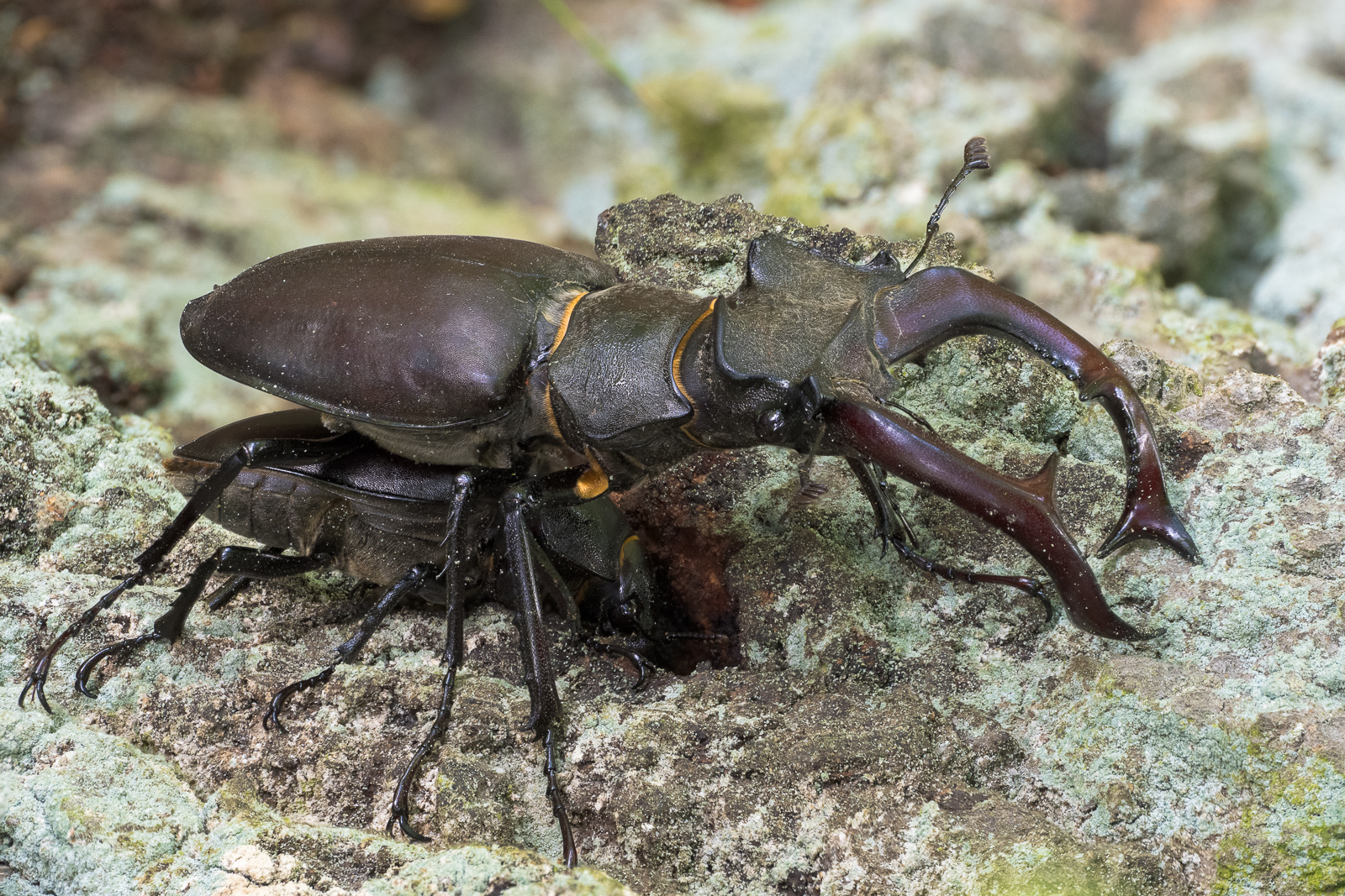 Nazwa:  Lucanus cervus - Jelonek rogacz - 20240526_134822_1600.jpg
Wyświetleń: 155
Rozmiar:  1,30 MB