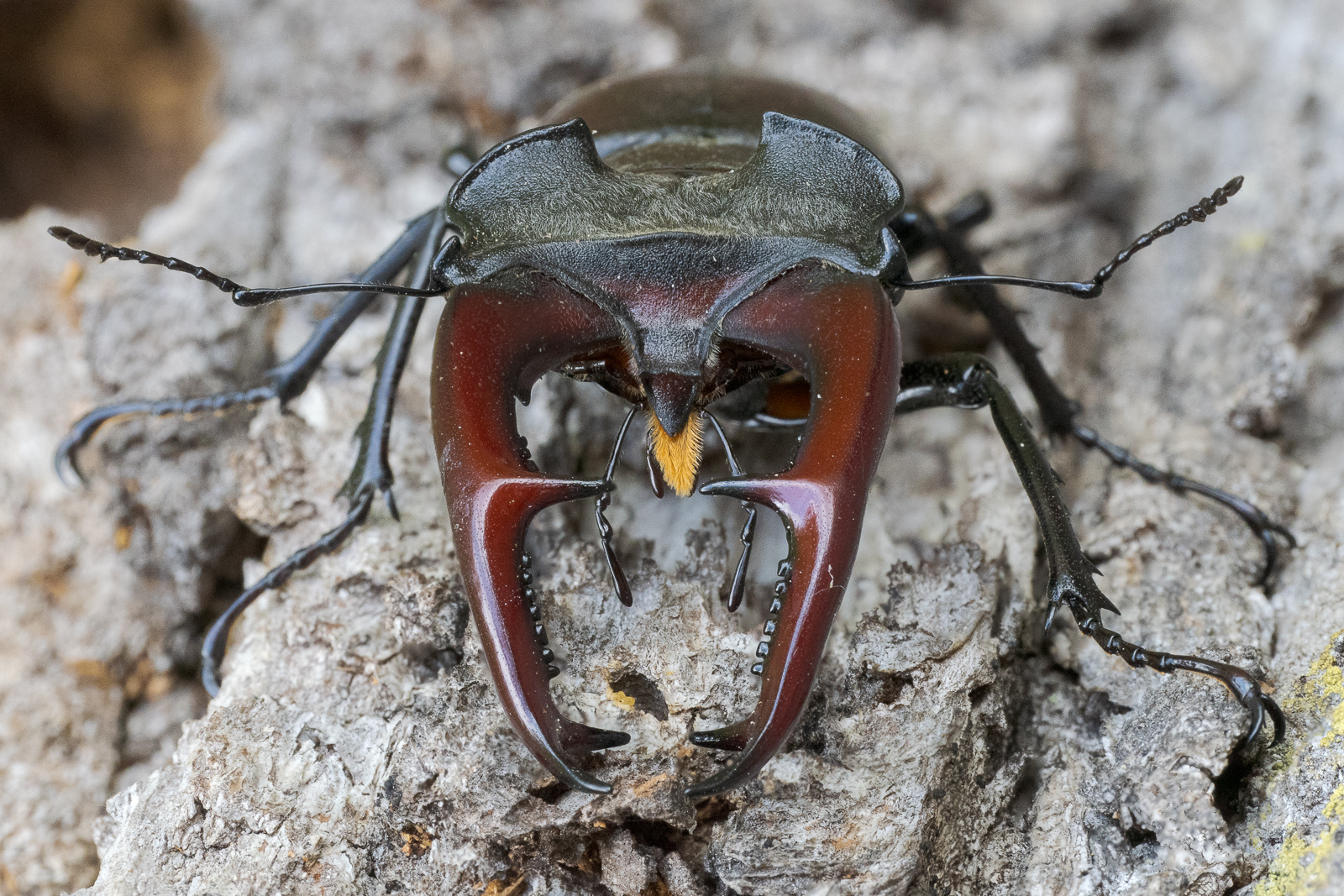 Nazwa:  Lucanus cervus - Jelonek rogacz - 20240526_153615_1600.jpg
Wyświetleń: 211
Rozmiar:  1,12 MB
