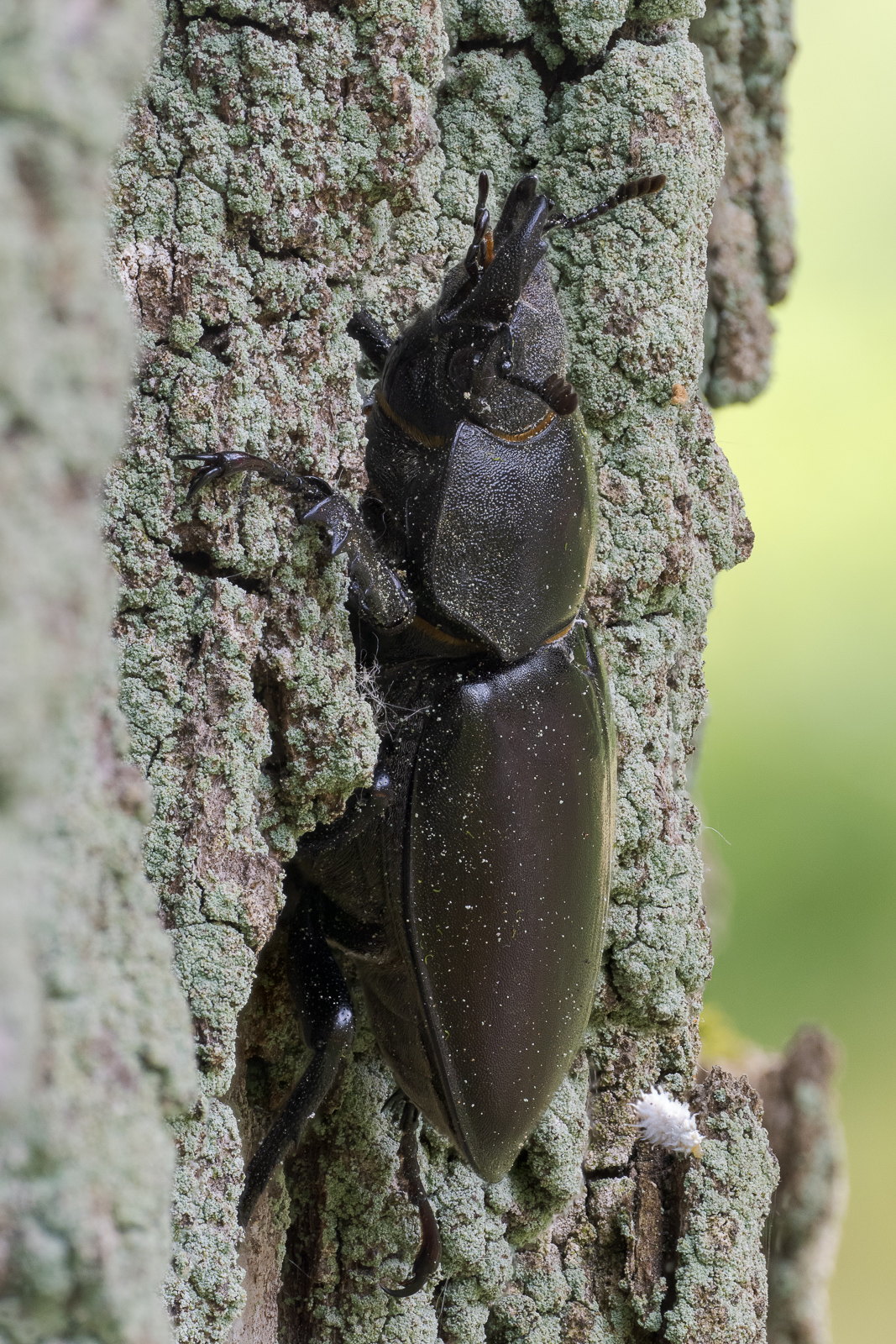 Nazwa:  Lucanus cervus - Jelonek rogacz - 20240526_152704_1600.jpg
Wyświetleń: 188
Rozmiar:  1,21 MB