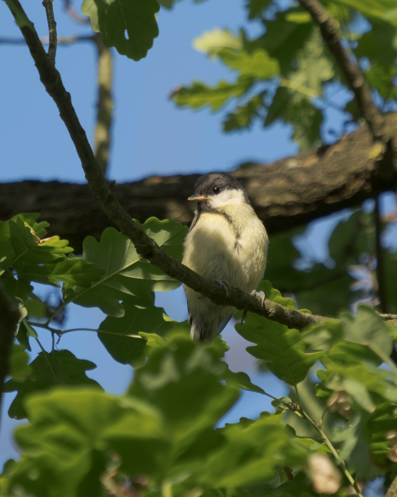 Nazwa:  Parus major - Bogatka zwyczajna - 20240601_175433_1600.jpg
Wyświetleń: 186
Rozmiar:  865,0 KB