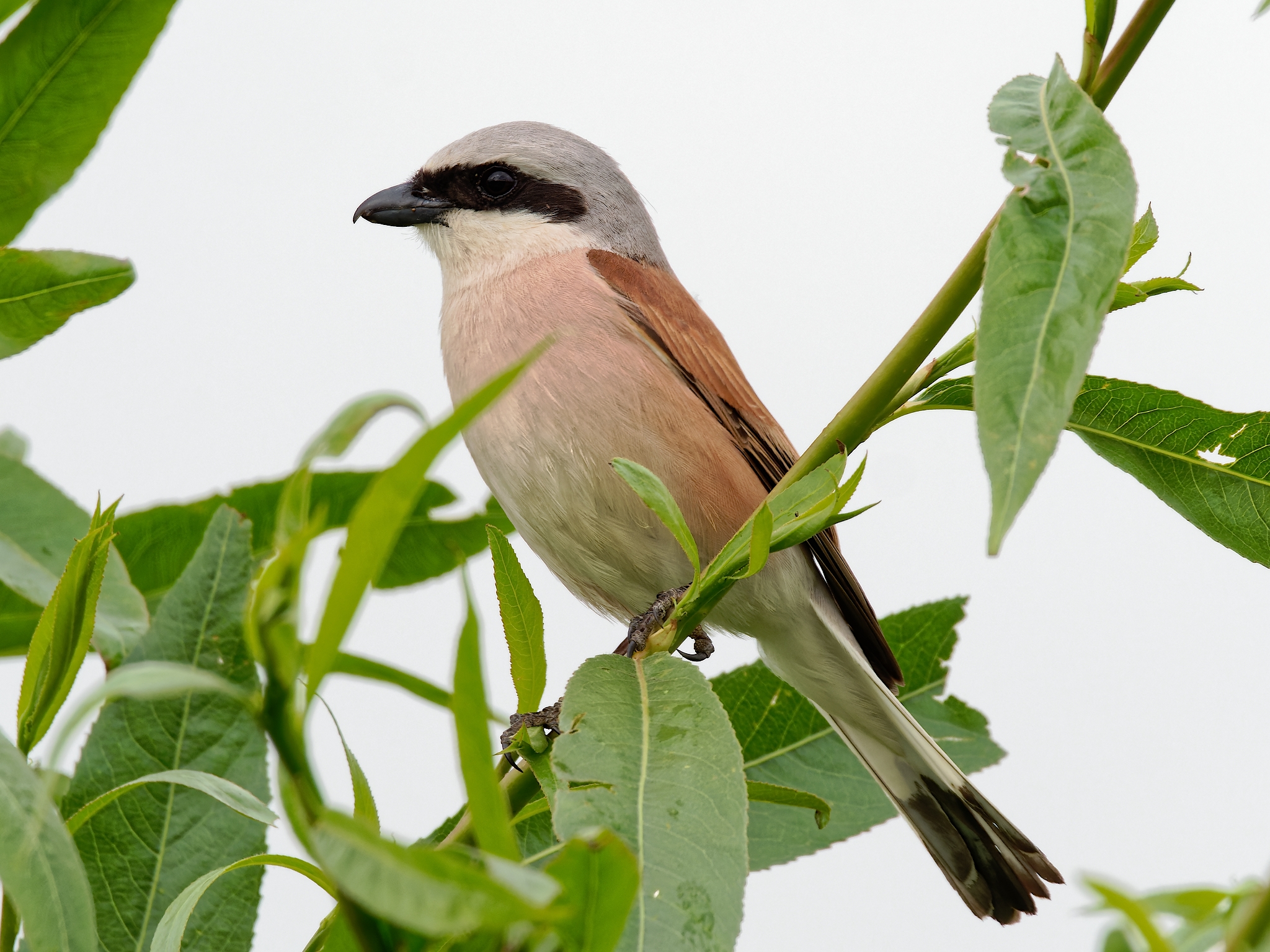 Nazwa:  gąsiorek samiec.jpg
Wyświetleń: 184
Rozmiar:  1,76 MB