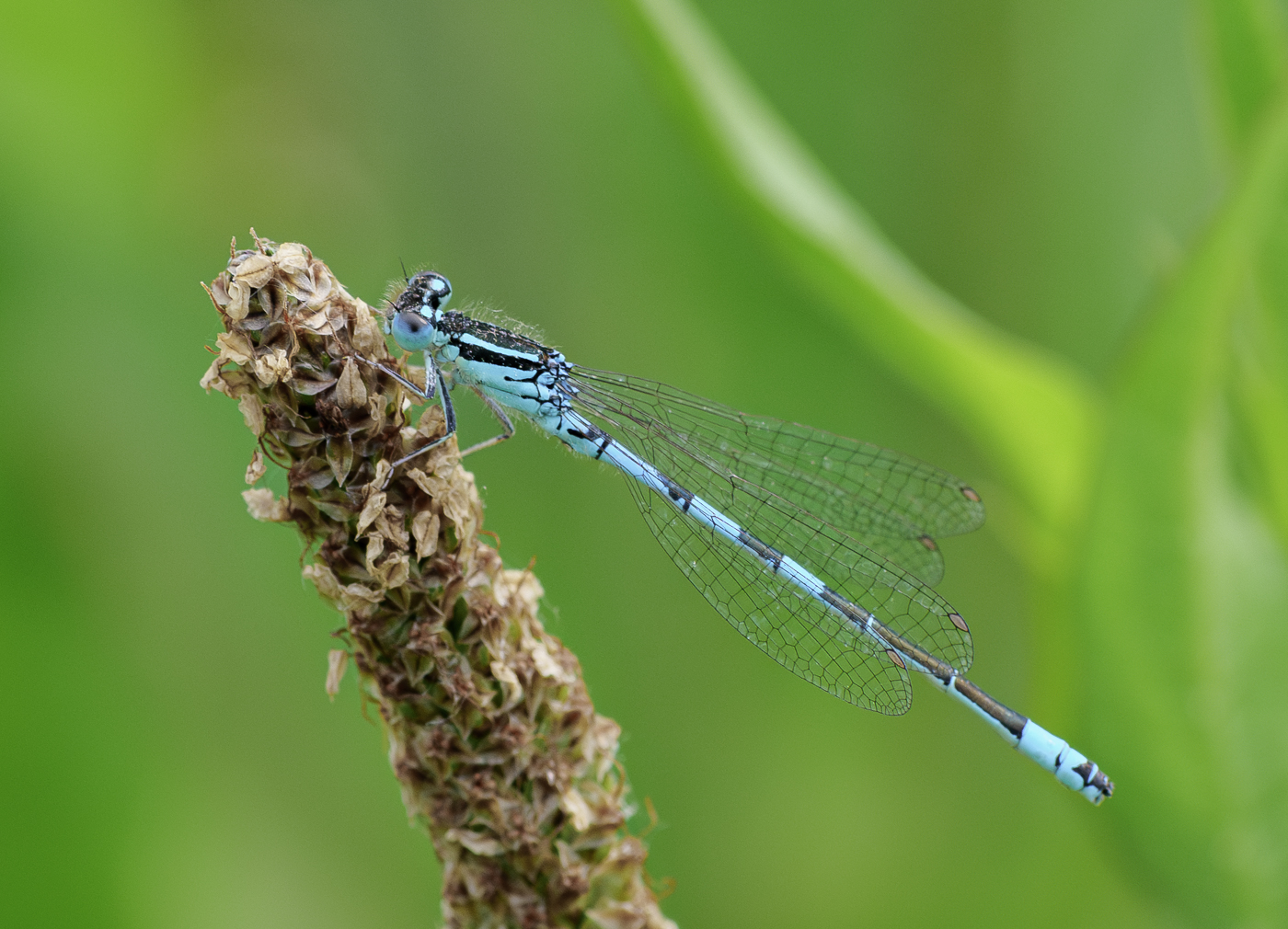 Nazwa:  _JJB4389-Poprawione-Szum-2.jpg
Wyświetleń: 186
Rozmiar:  906,2 KB