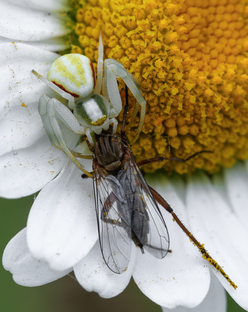 Nazwa:  _JJB4336-Poprawione-Szum.jpg
Wyświetleń: 175
Rozmiar:  644,3 KB