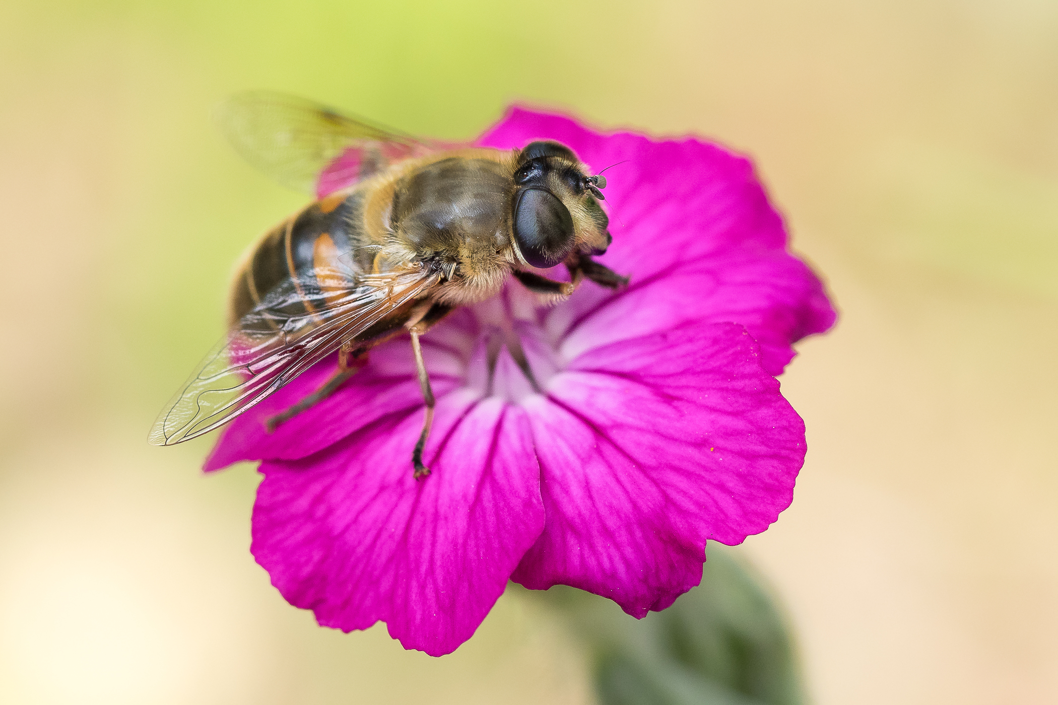 Nazwa:  P6090055.jpg
Wyświetleń: 172
Rozmiar:  1,94 MB