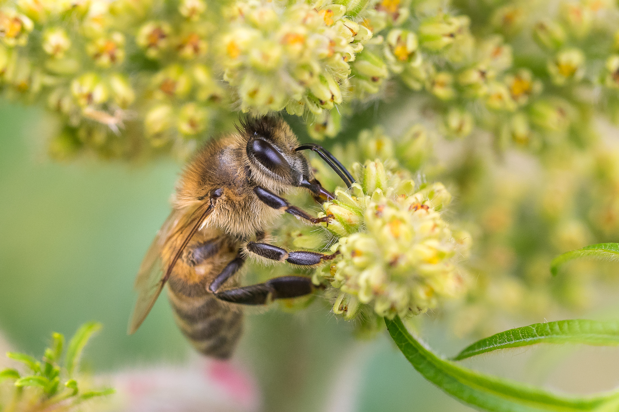 Nazwa:  P6090004.jpg
Wyświetleń: 168
Rozmiar:  2,46 MB