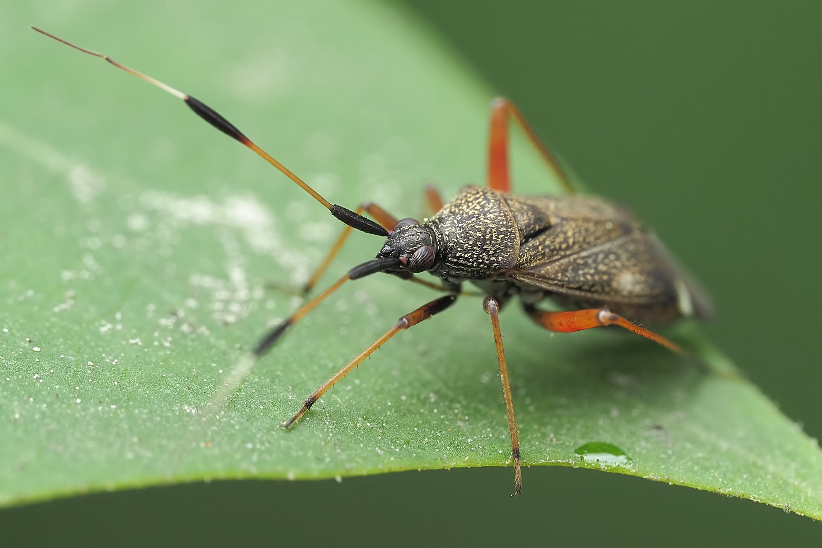 Nazwa:  53772844912_635cc48dc7_o.jpg
Wyświetleń: 163
Rozmiar:  193,7 KB