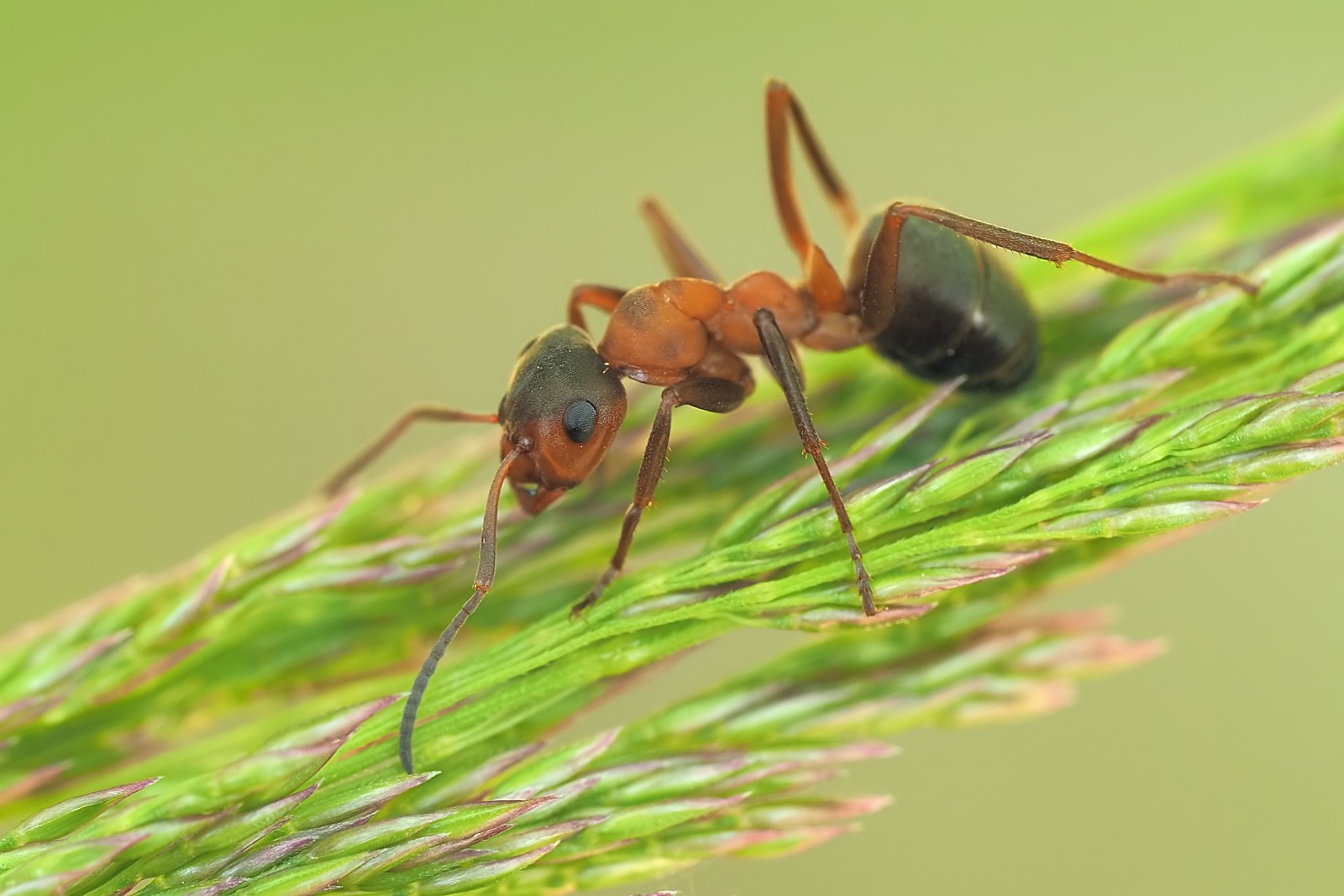 Nazwa:  53774115674_50b1db47b9_o.jpg
Wyświetleń: 156
Rozmiar:  197,7 KB