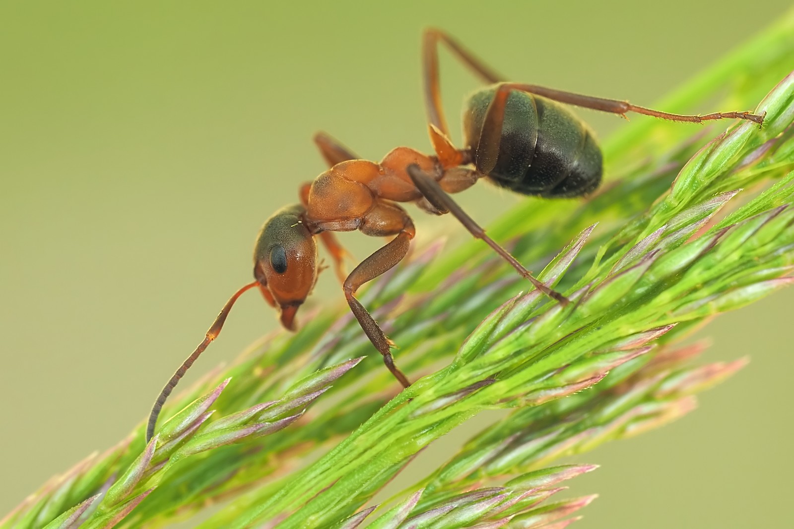 Nazwa:  53774115649_bdd636a4cf_o.jpg
Wyświetleń: 150
Rozmiar:  230,1 KB