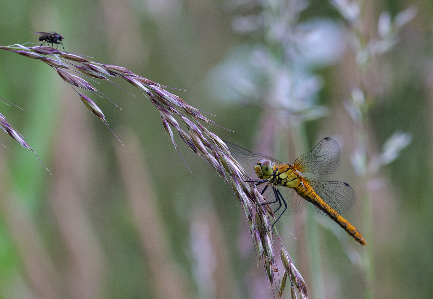 Nazwa:  _JJB4533-Poprawione-Szum.jpg
Wyświetleń: 136
Rozmiar:  922,1 KB