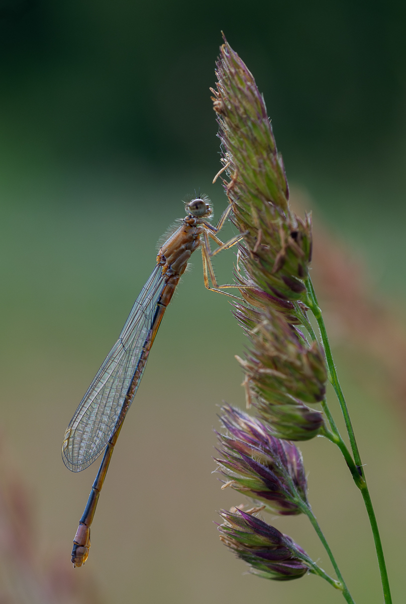 Nazwa:  _JJB4513-Poprawione-Szum-2.jpg
Wyświetleń: 146
Rozmiar:  512,3 KB