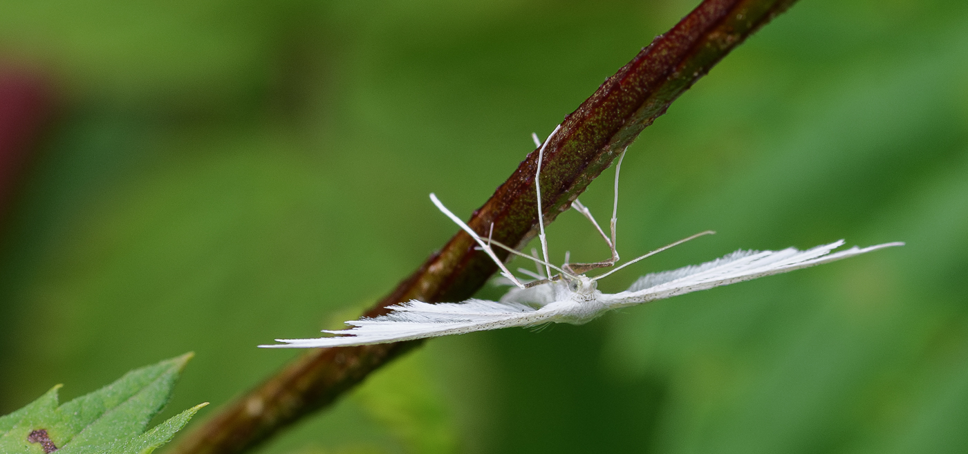 Nazwa:  _JJB4407-Poprawione-Szum.jpg
Wyświetleń: 141
Rozmiar:  529,4 KB