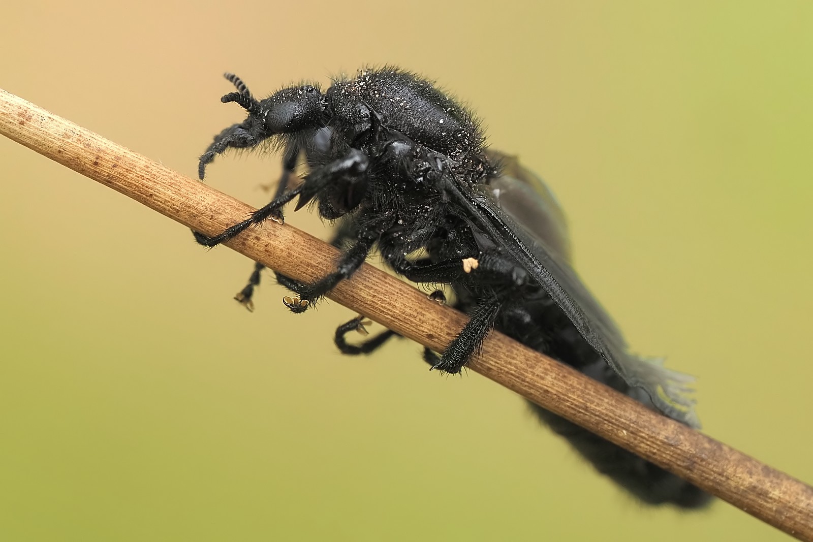 Nazwa:  53774227285_23a031e521_o.jpg
Wyświetleń: 139
Rozmiar:  208,6 KB