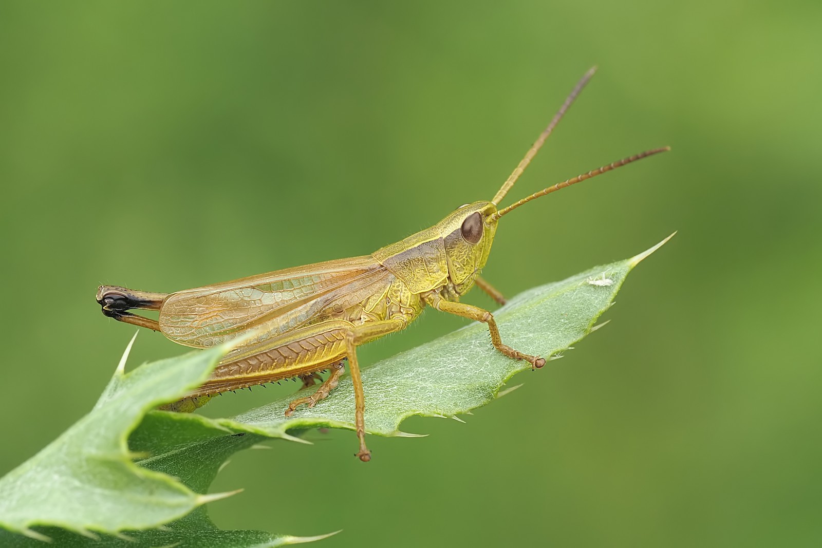 Nazwa:  53776459860_2d1cbea5a9_o.jpg
Wyświetleń: 111
Rozmiar:  185,2 KB