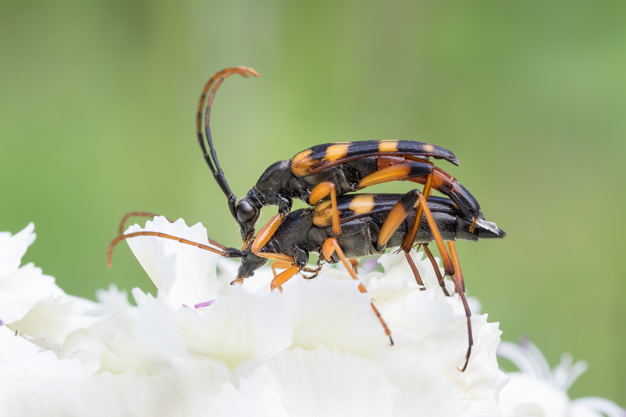 Nazwa:  P6130019.jpg
Wyświetleń: 111
Rozmiar:  1,40 MB