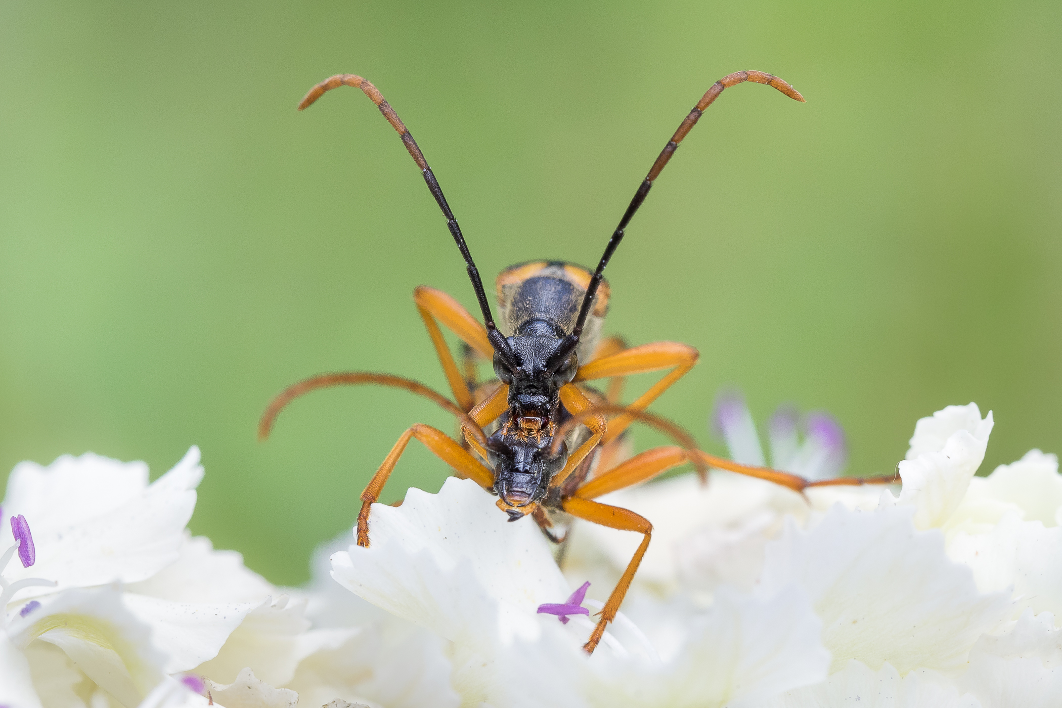 Nazwa:  P6130023.jpg
Wyświetleń: 119
Rozmiar:  1,47 MB