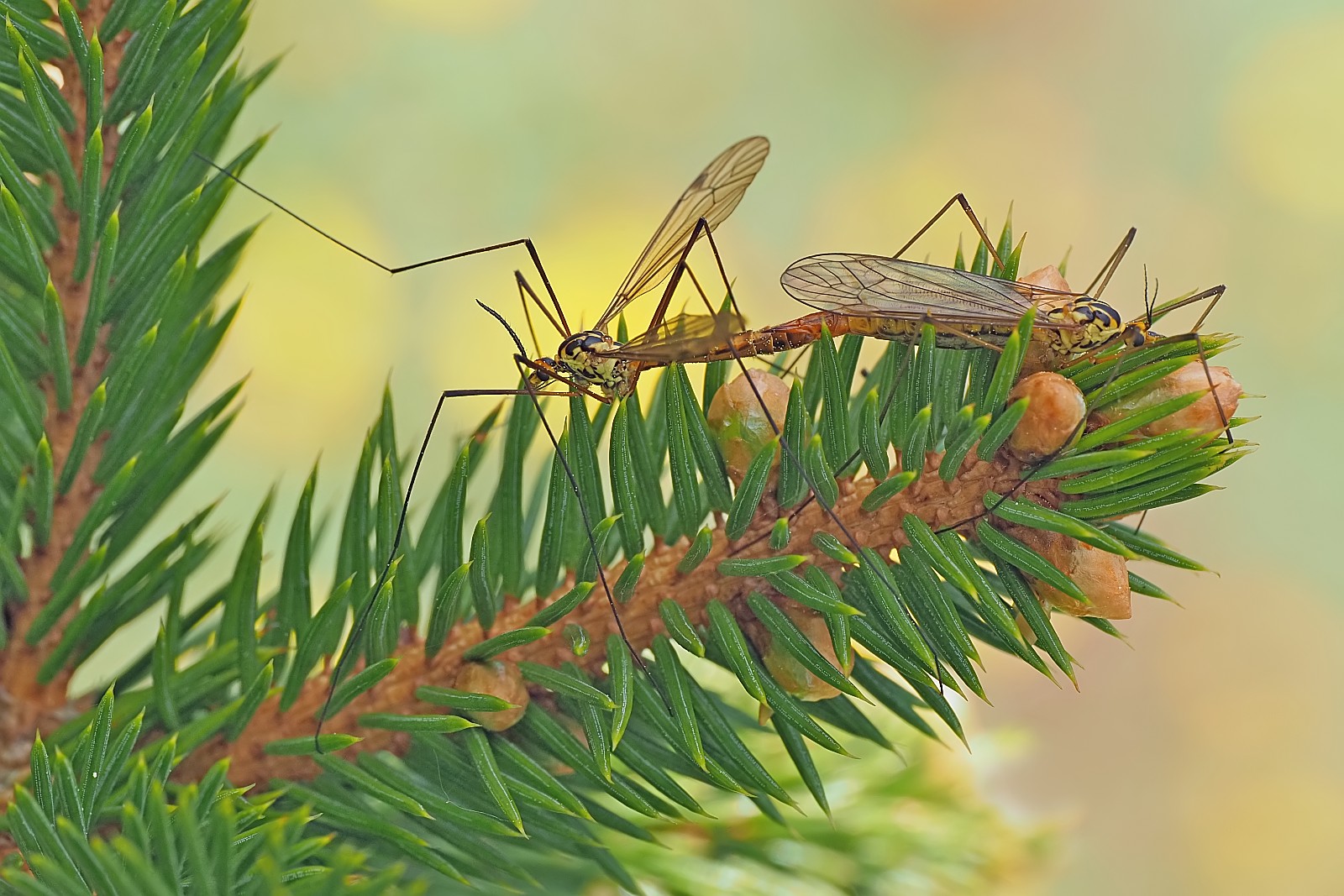 Nazwa:  53776256423_bfc83286e1_o.jpg
Wyświetleń: 105
Rozmiar:  361,0 KB