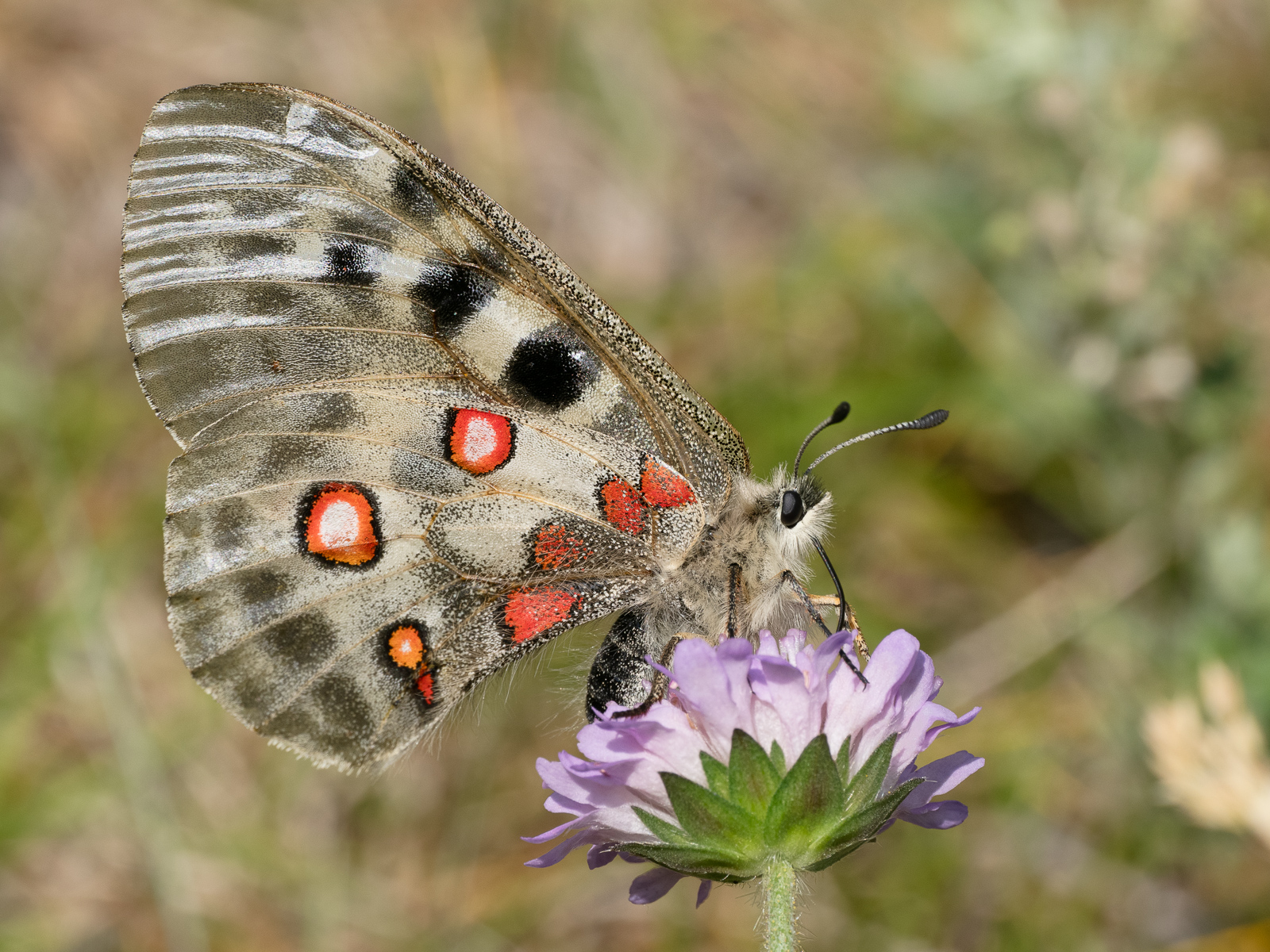 Nazwa:  Parnassius apollo - Niepylak apollo - 20240628_105212-2_1600.jpg
Wyświetleń: 154
Rozmiar:  1,09 MB