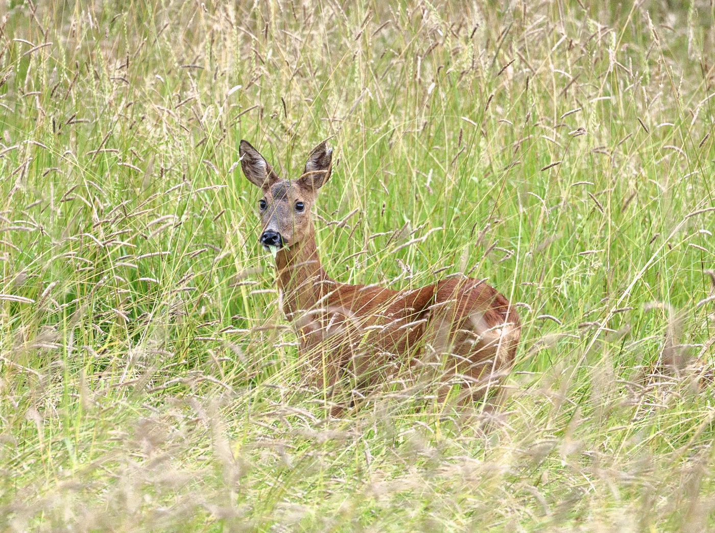 Nazwa:  _JJB4959-2.jpg
Wyświetleń: 106
Rozmiar:  1,59 MB
