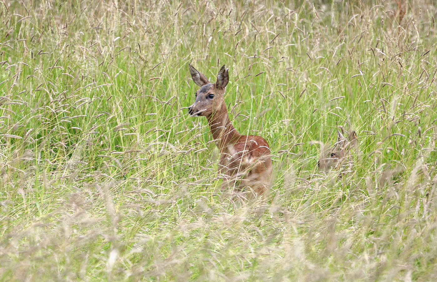 Nazwa:  _JJB4955-3.jpg
Wyświetleń: 100
Rozmiar:  1,42 MB