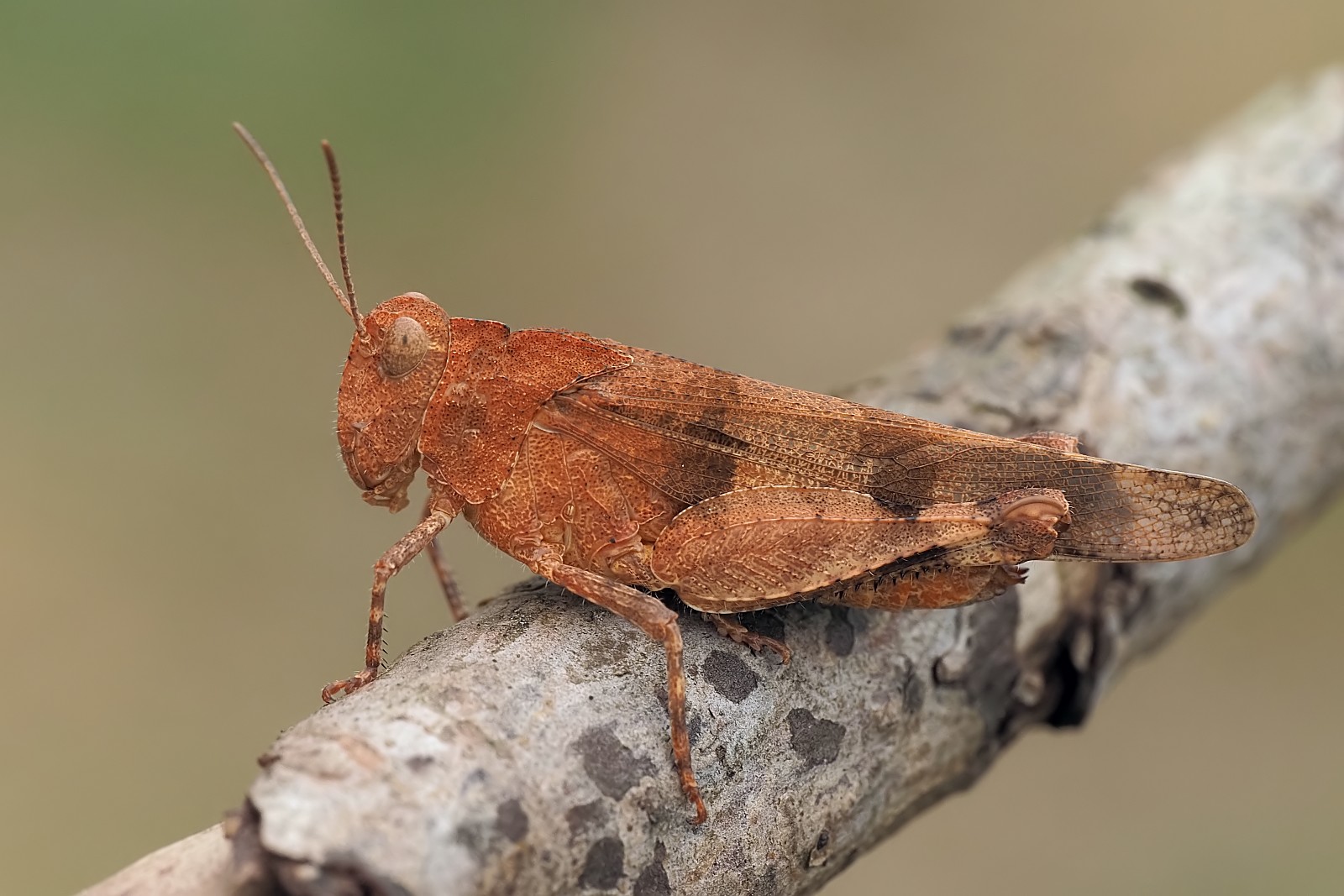 Nazwa:  siwoszek błękitny189498mf.jpg
Wyświetleń: 129
Rozmiar:  261,1 KB