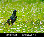 Kliknij obrazek, aby uzyskać większą wersję

Nazwa:	P7070800-Poprawione-Szum.jpg
Wyświetleń:	46
Rozmiar:	2,30 MB
ID:	262571