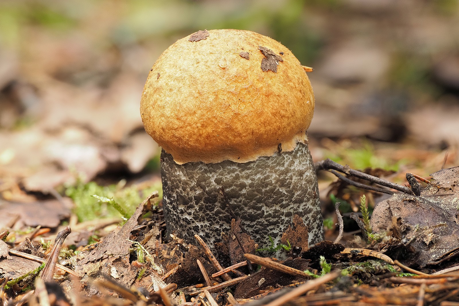 Nazwa:  koźlarz195490-6m.jpg
Wyświetleń: 211
Rozmiar:  641,2 KB
