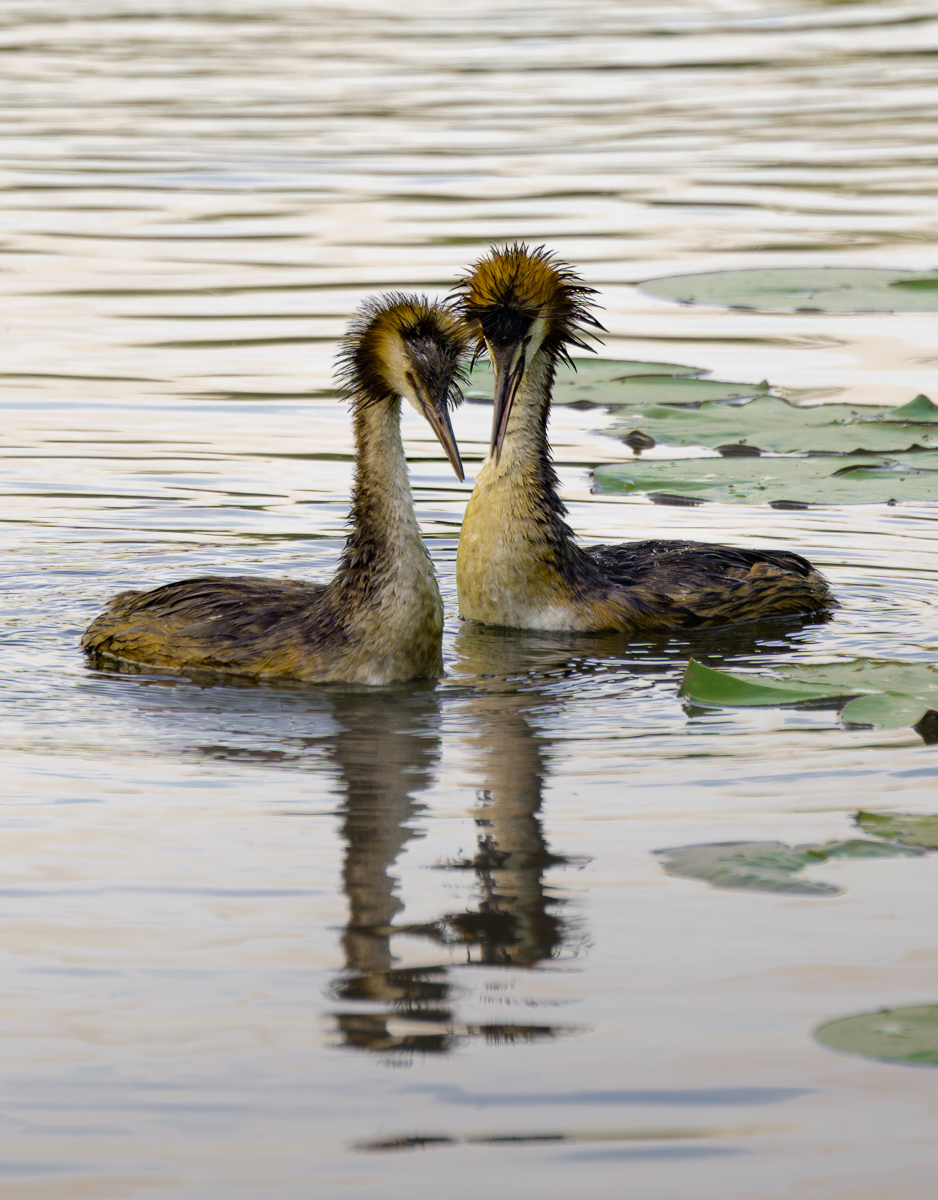 Nazwa:  _7WP2454-Poprawione-Szum-9.jpg
Wyświetleń: 226
Rozmiar:  781,4 KB