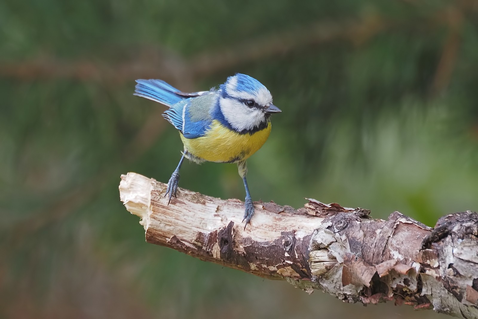 Nazwa:  modraszka023836bf.jpg
Wyświetleń: 179
Rozmiar:  221,0 KB