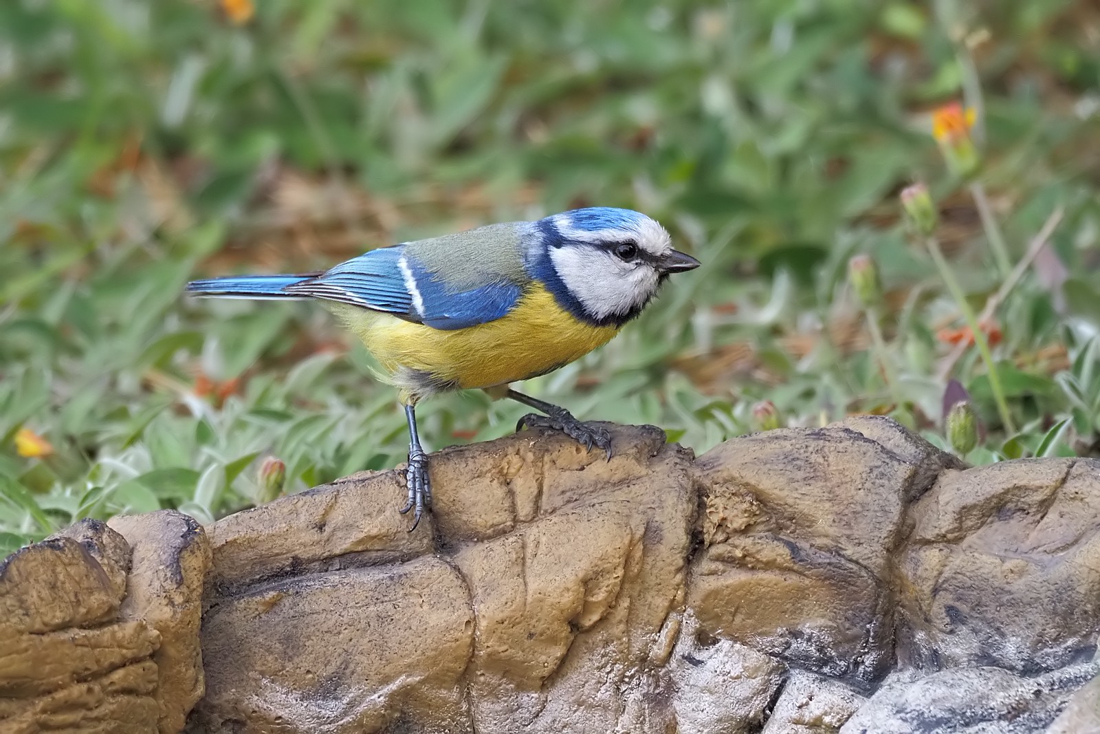 Nazwa:  modraszka023844bf.jpg
Wyświetleń: 180
Rozmiar:  415,1 KB