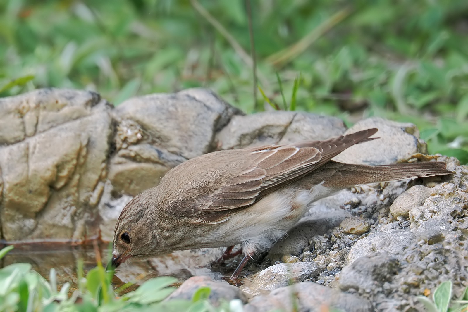 Nazwa:  muchołówka021077jf.jpg
Wyświetleń: 160
Rozmiar:  344,5 KB